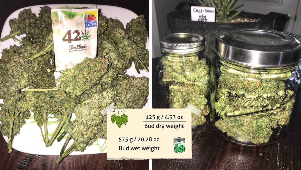 Californian Snow Auto cannabis strain: yield | a bunch of fat and dense colas lying on a plate and glass jars full of dried flowers