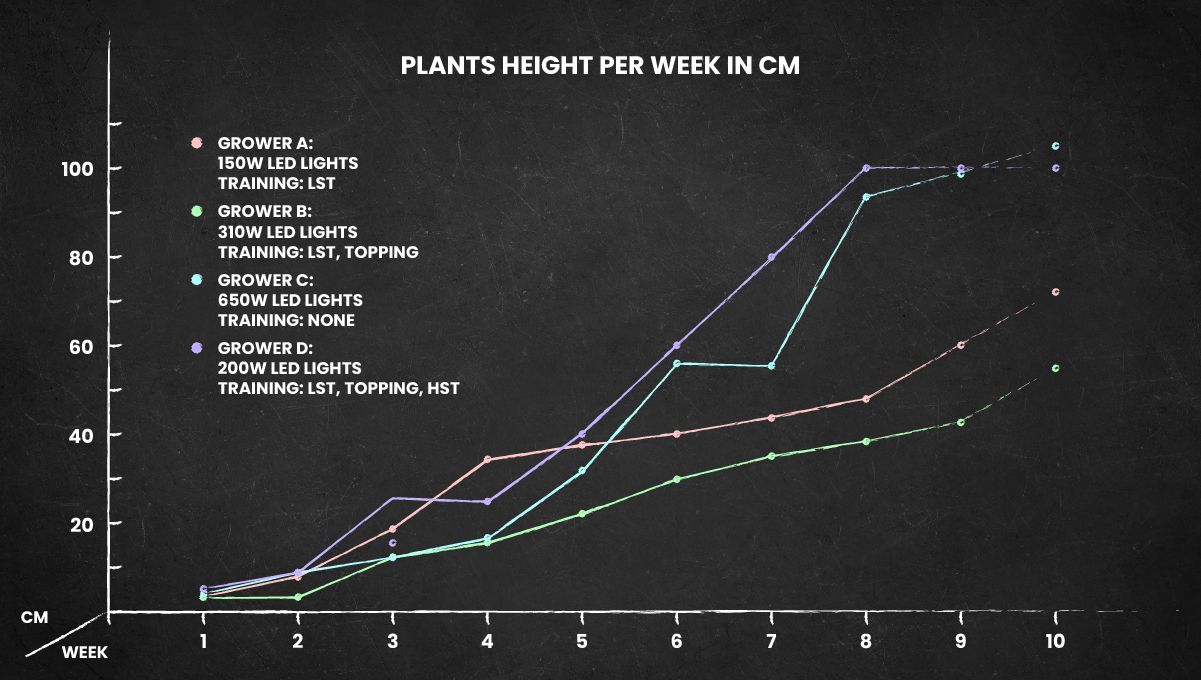Purple Lemonade FF cannabis strain: height chart for the whole life cycle