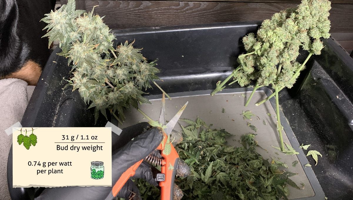 Orange Sherbet Auto Cannabis Strain Week-by-Week Guide: Branches of an autoflower in the process of trimming
