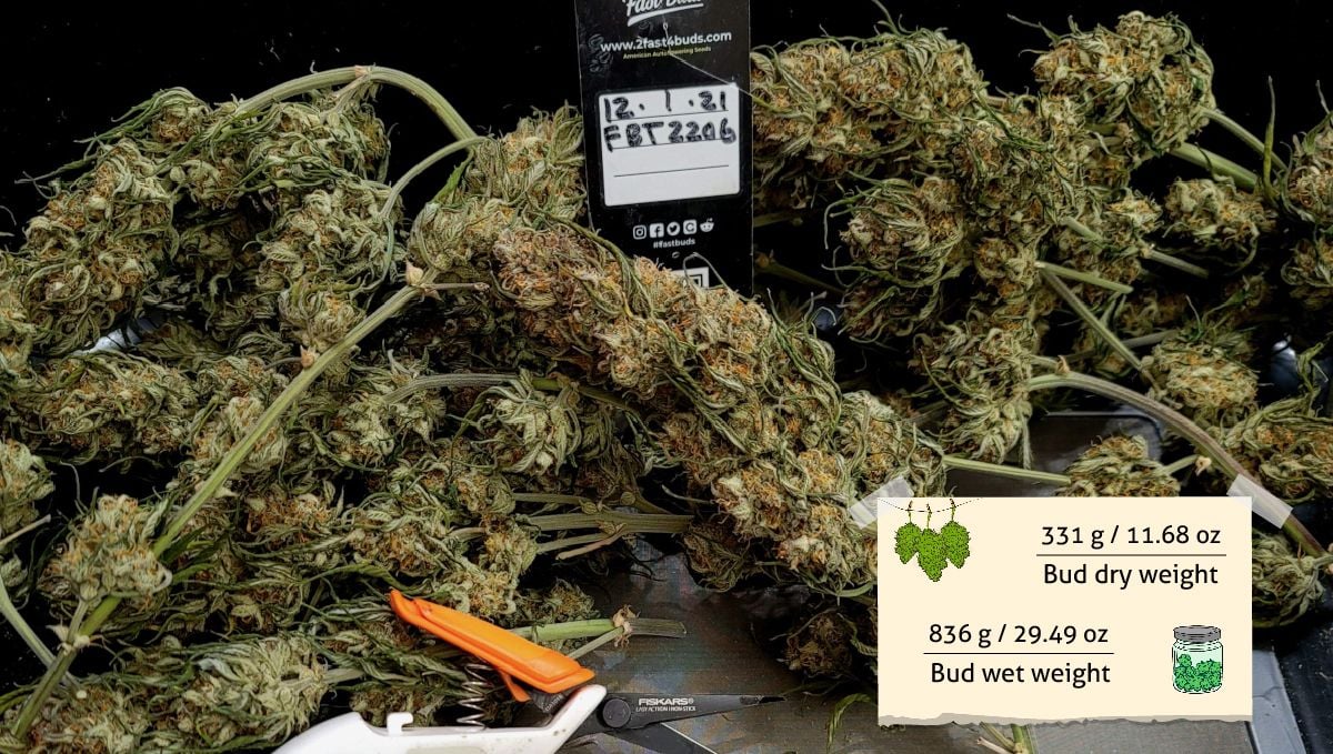 Gorilla Z Auto cannabis strain: yield and smoke report | a small heap of dried and untrimmed marijuana branches