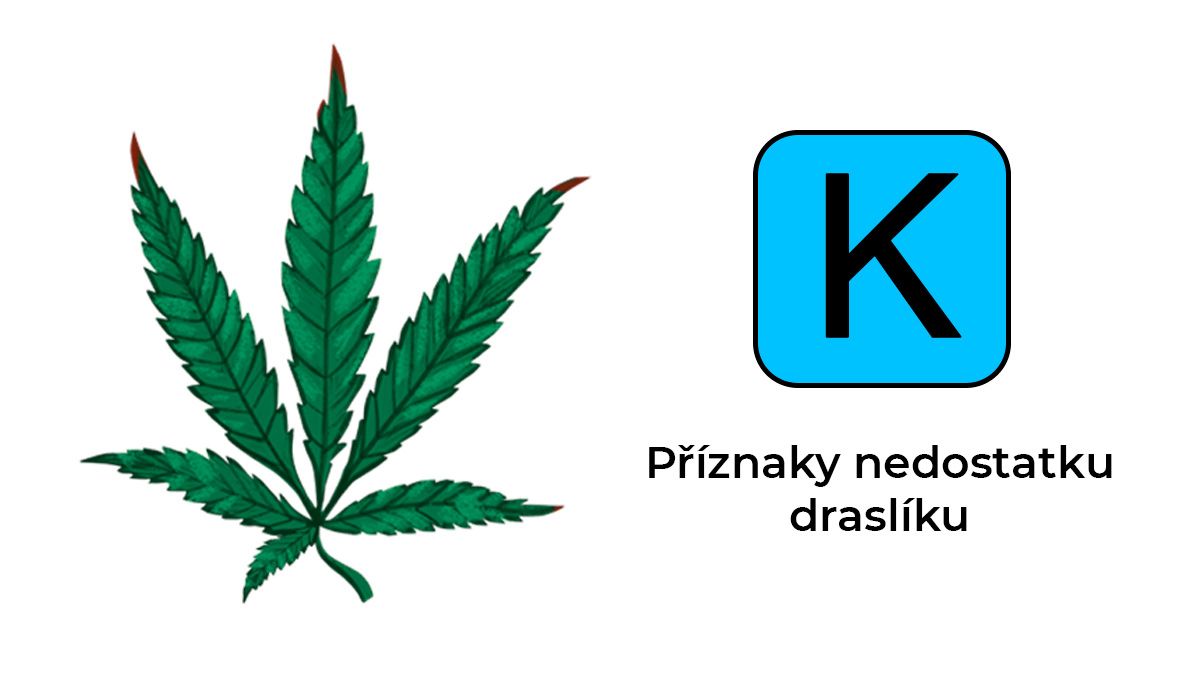 Nedostatek konopných živin: draslík