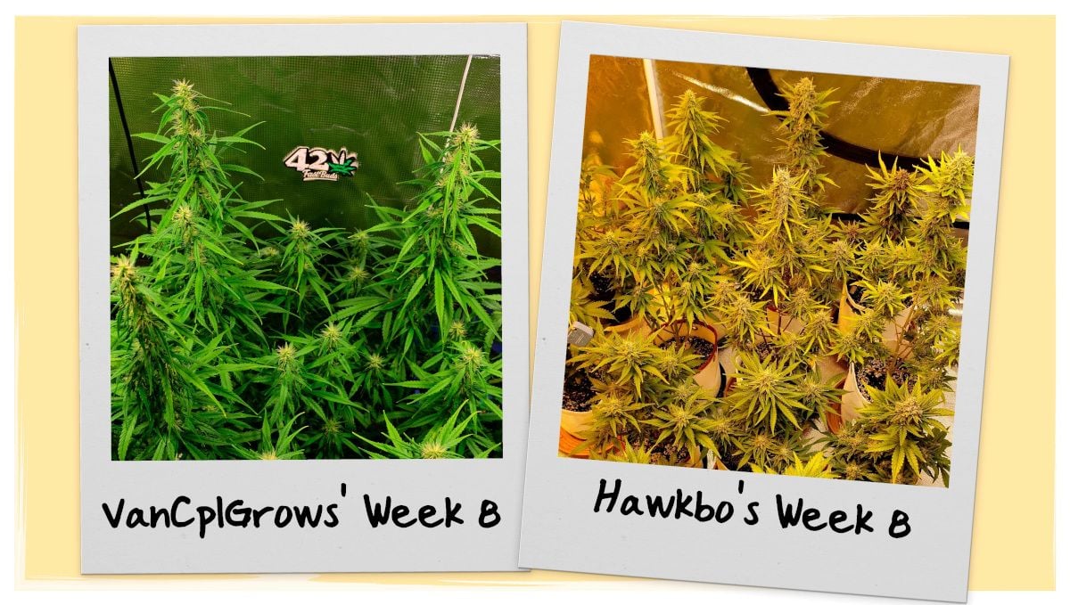 Grow Progress Week 8
