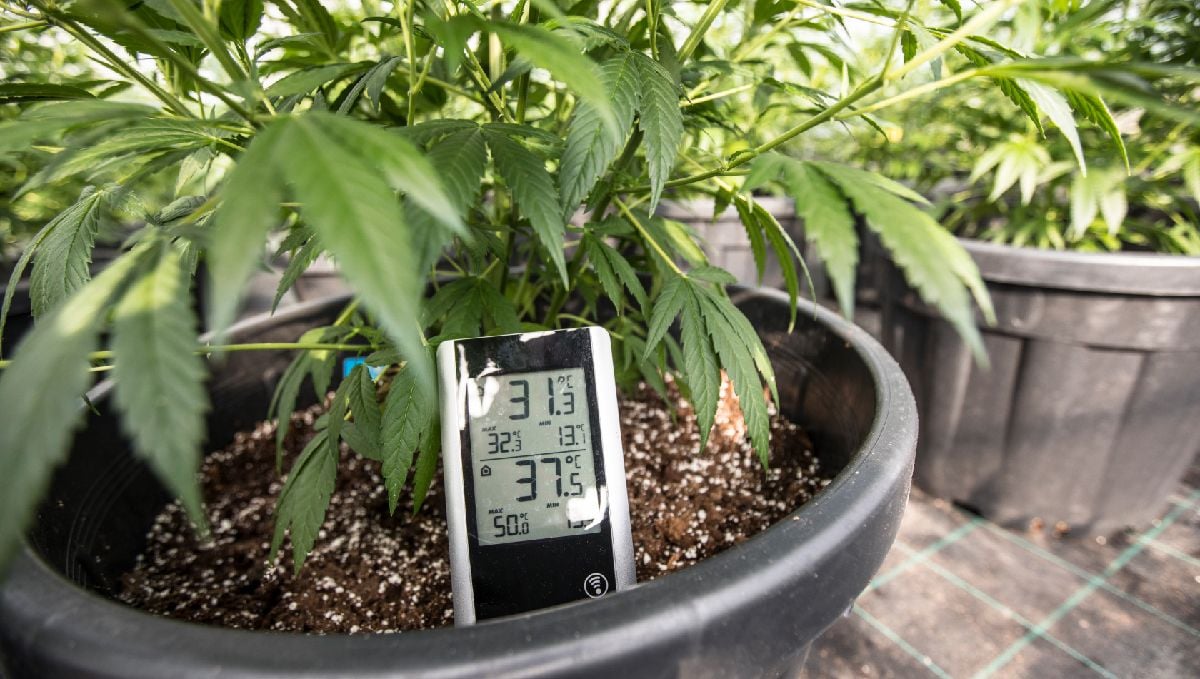 Ventilation for grow tent or grow room: Checking and replacing filters Ventilation for grow tent or grow room: Checking and replacing filters