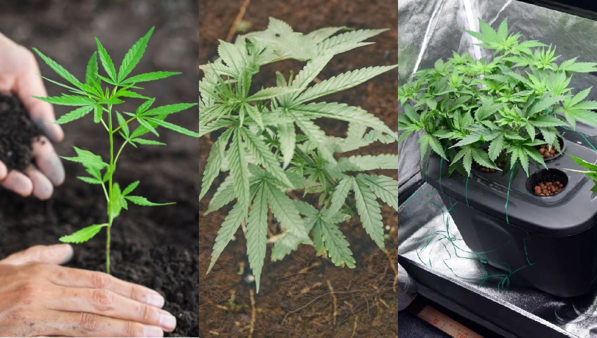 Growing pot? Here are some common mistakes to avoid