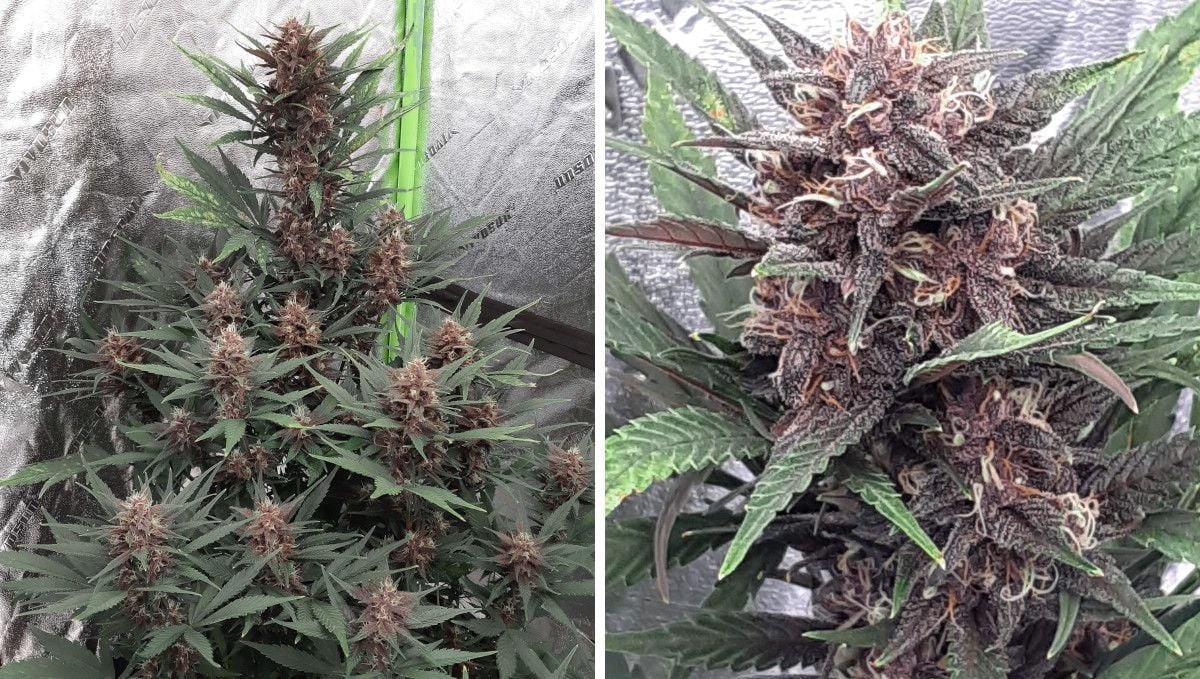 LSD-25 Auto cannabis strain: early flower | weeks 6-7 | a purple indoor marijuana plant and a closeup of its maturing bud