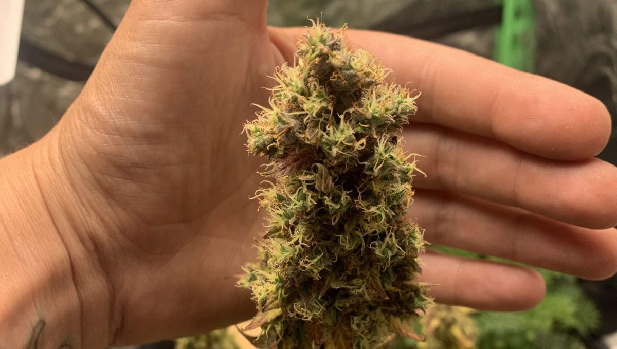 Strawberry Cheesecake Auto cannabis strain: ripening and harvest | weeks 10 | a grower's hand used as a backdrop for a bud that is mature and pre-trimmed before the harvest