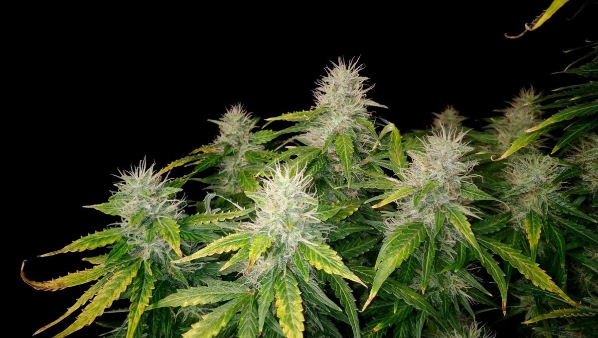 Blueberry Cheese Auto cannabis strain: mid flower (bulk phase) | weeks 8-9 | several resinous but immature looking buds