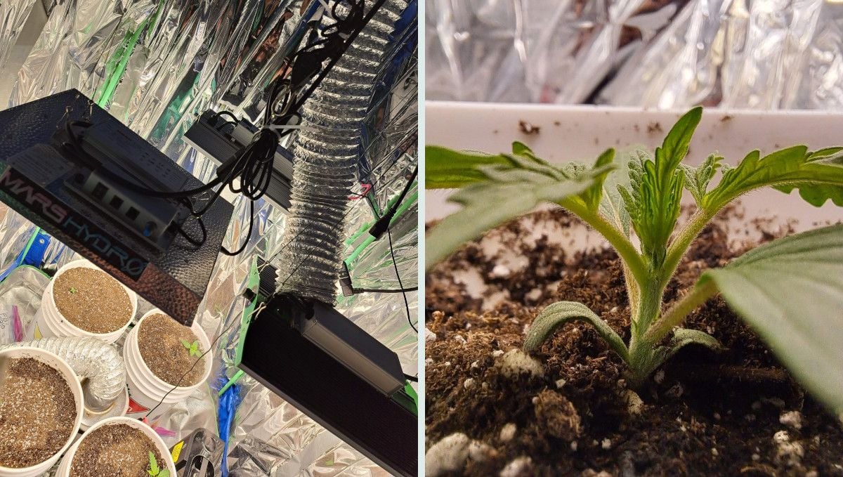 Tropicana Cookies Auto cannabis strain: early veg | week 2 | a shot of an indoor setup with grow lights and a young cannabis plant