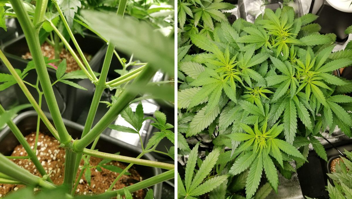 Grapefruit Auto Cannabis Strain WeekbyWeek Guide Fast Buds