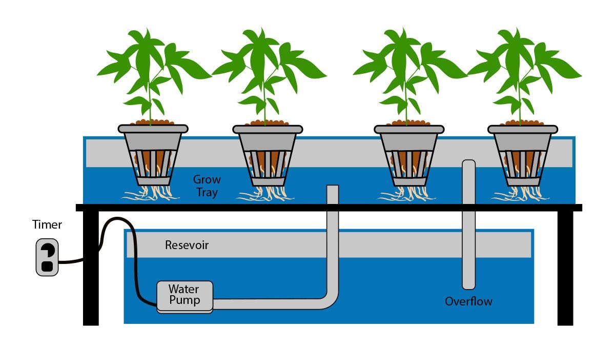 How to grow autoflowering cannabis plants in hydroponics: Ebb and flow How to grow autoflowering cannabis plants in hydroponics: Ebb and flow