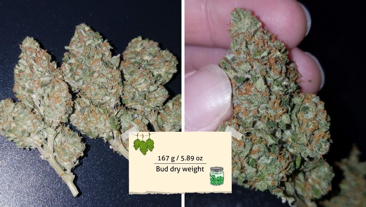 Pineapple Express Auto cannabis strain outcome: several compact and dense dry buds lying on the table and a grower's fingers holding one such bud