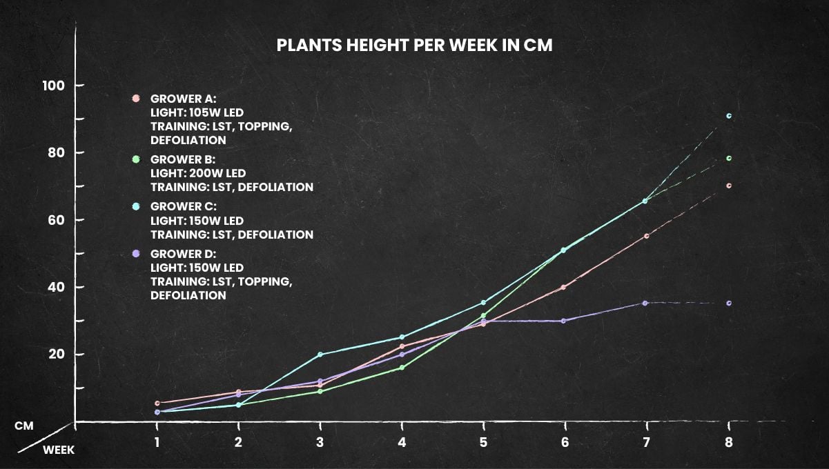 Amnesia Z Auto cannabis strain: height chart for the whole life cycle