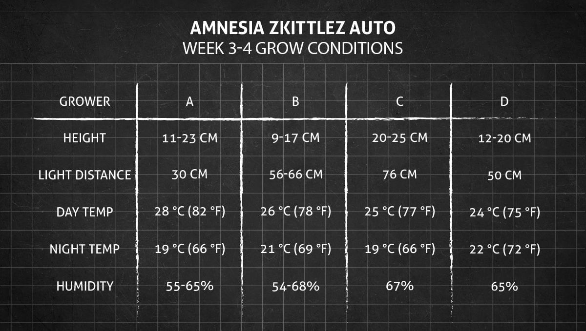 Amnesia Z Auto cannabis strain: weeks 3-4 grow conditions
