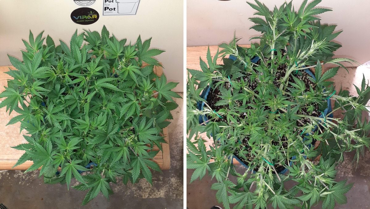 Tropicana Cookies Auto cannabis strain: early flower | weeks 6-7 | an indoor cannabis plant trained as a sundial and heavily defoliated