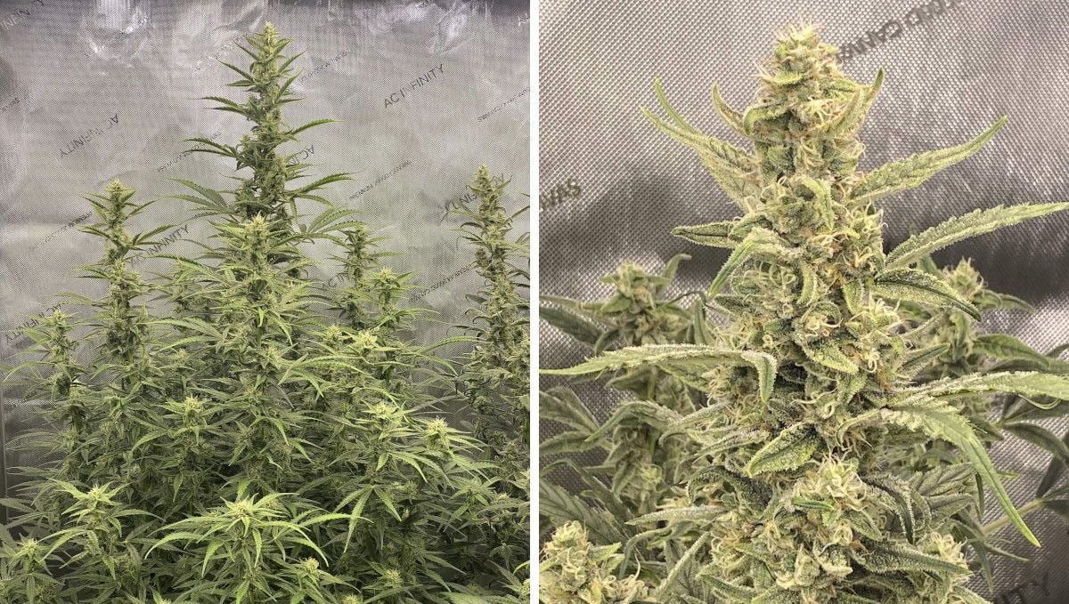 Gorilla Punch Auto cannabis strain: mid flower (bulk phase) | weeks 8-9 | an indoor marijuana plant filling out and getting frosty