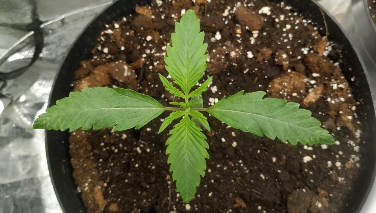 Strawberry Gorilla Auto Cannabissorte: frühe Wachstumsphase | Woche 2 | Ein junger Cannabissämling am Tag 8