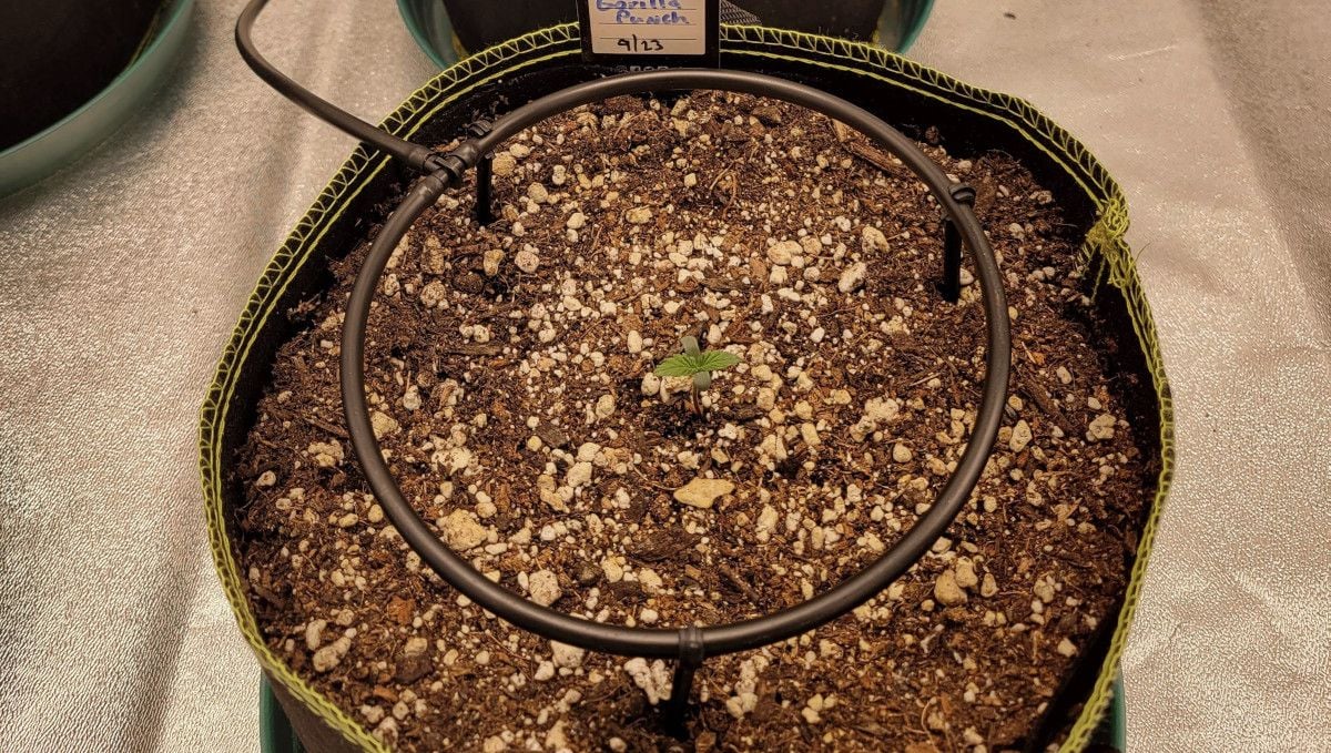 Gorilla Punch Auto cannabis strain: germination and seedling stage | week 1 | a sprout in a big grow bag with an automatic drip system installed