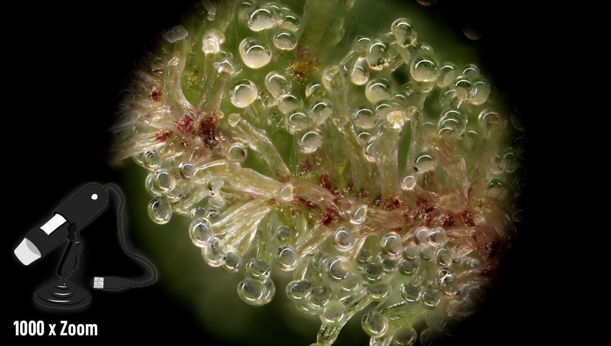 How to Look at Trichomes with a Magnifier