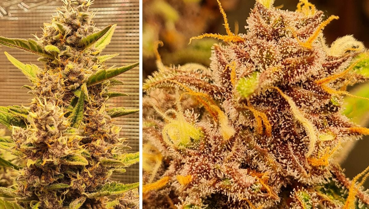 Banana Purple Punch Auto cannabis strain: mid flower (bulk phase) | weeks 7-8 | a maturing cola and a close-up of trichome-covered calyces
