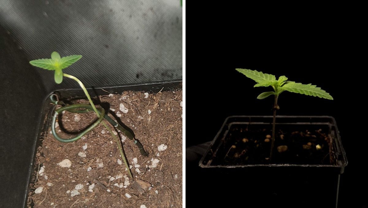 Tropicana Cookies FF cannabis strain: germination and seedling stage | week 1 | a side-by-side comparison of two sprouts, one stretchy and the other not
