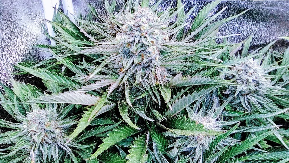 Strawberry Pie Auto Cannabis Strain Week-by-Week Guide | Fast Buds