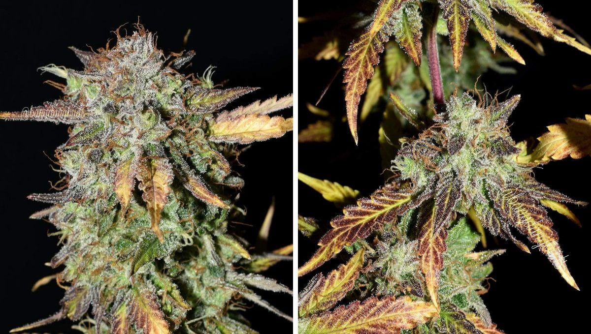 Grapefruit Auto Cannabis Strain WeekbyWeek Guide Fast Buds