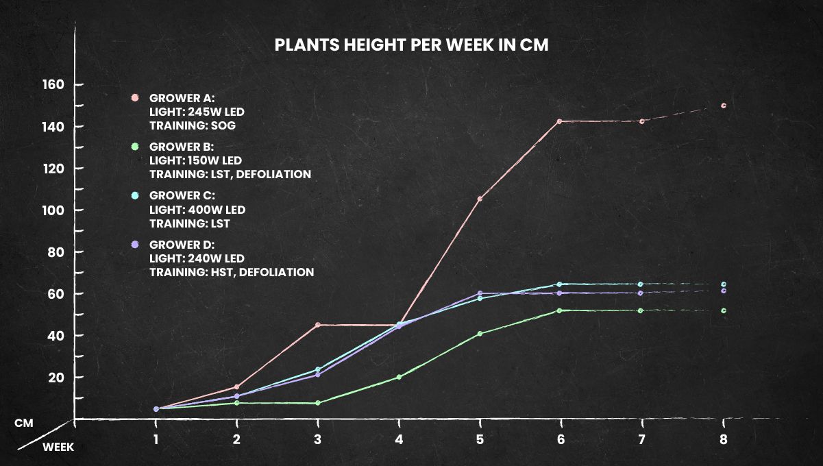 Cherry Cola Auto cannabis strain: height chart for the whole life cycle