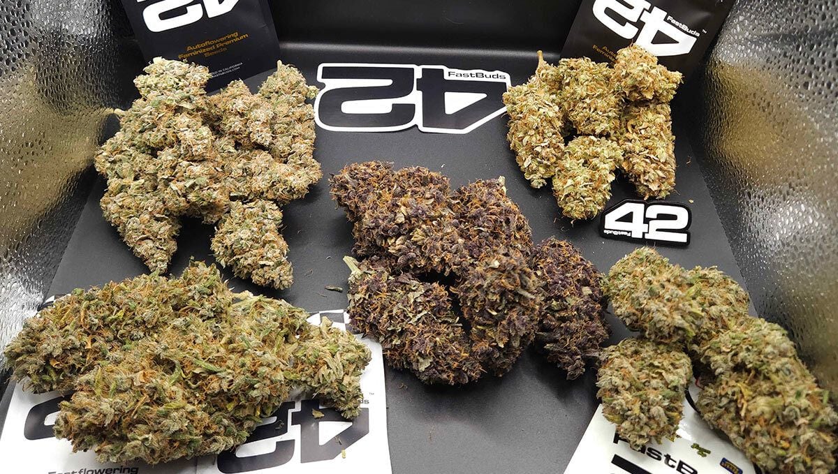 386.jpg Gary Sherbet, Guava Sundae Auto, Mango Cherry Runtz Auto, Purple Lemonade Auto RF3.