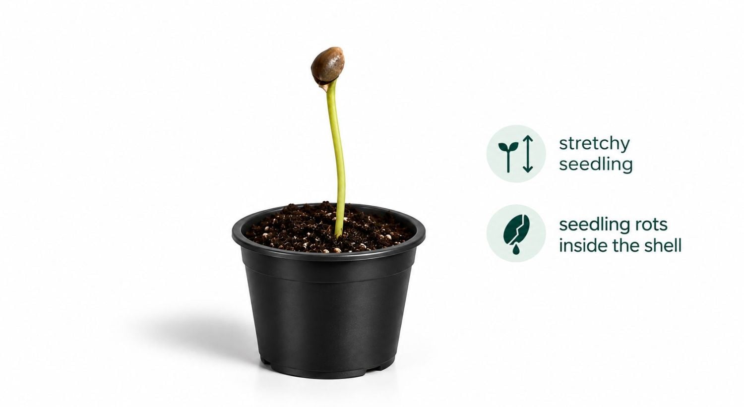 Common cannabis seedling problems: seed shell stuck Common cannabis seedling problems: seed shell stuck