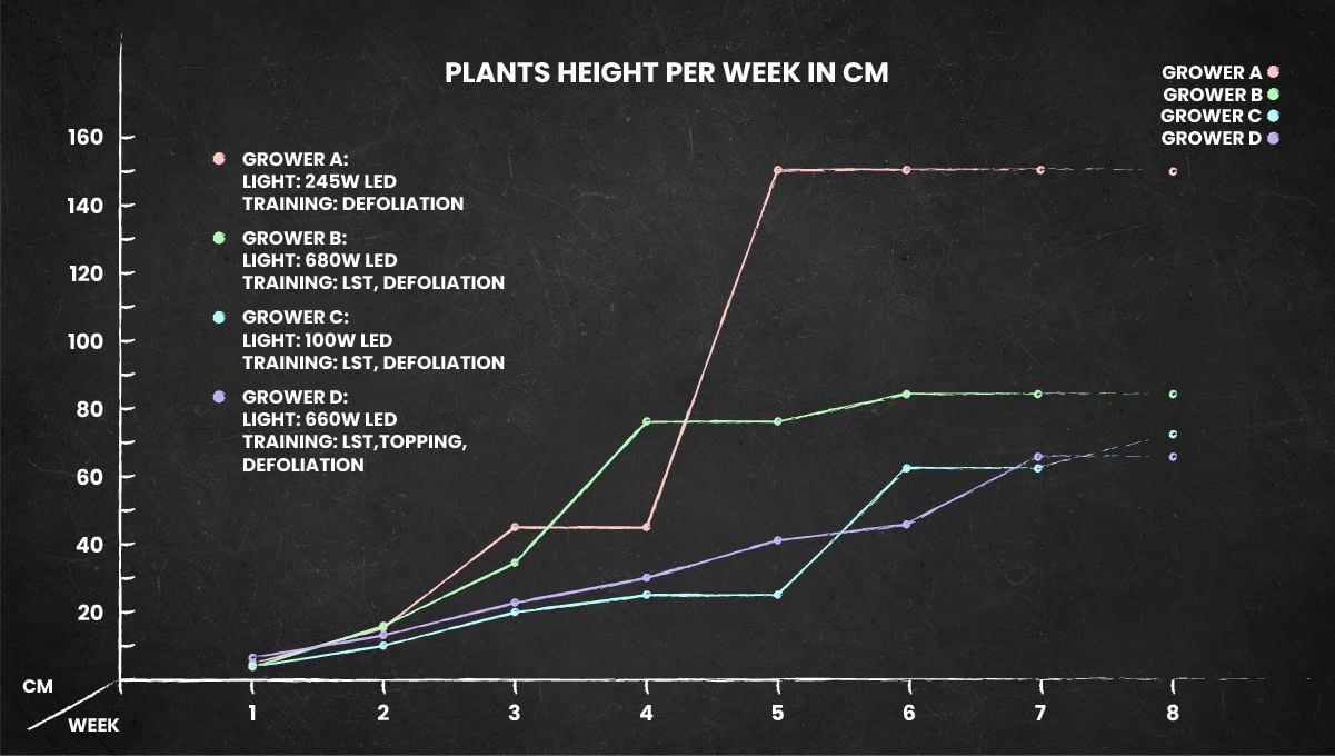 Gorilla Z Auto cannabis strain: height chart for the whole life cycle