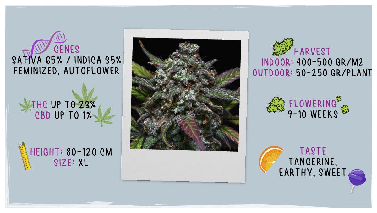 Tangie Auto Cannabis Strain Week-by-Week Guide | Fast Buds