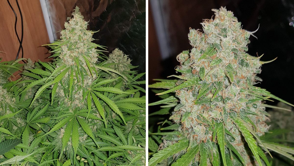 Watermelon Z Auto cannabis strain: ripening and harvest | weeks 10 | a medium shot and a close shot of a fat and dense-looking cola