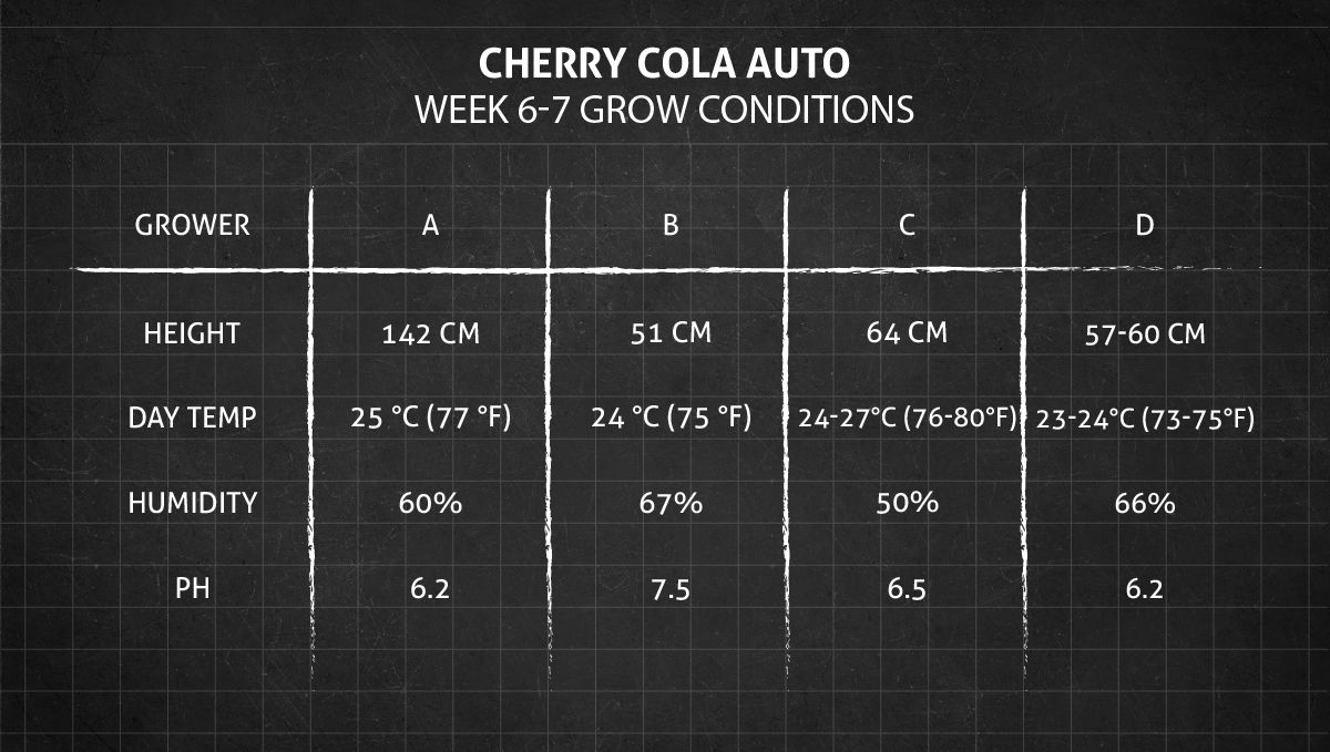 Cherry Cola Auto cannabis strain: weeks 6-7 grow conditions