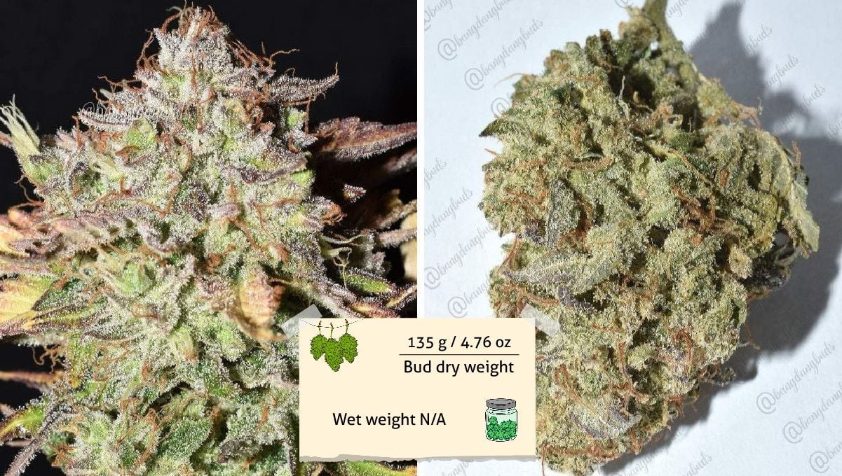 Grapefruit Auto Cannabis Strain WeekbyWeek Guide Fast Buds