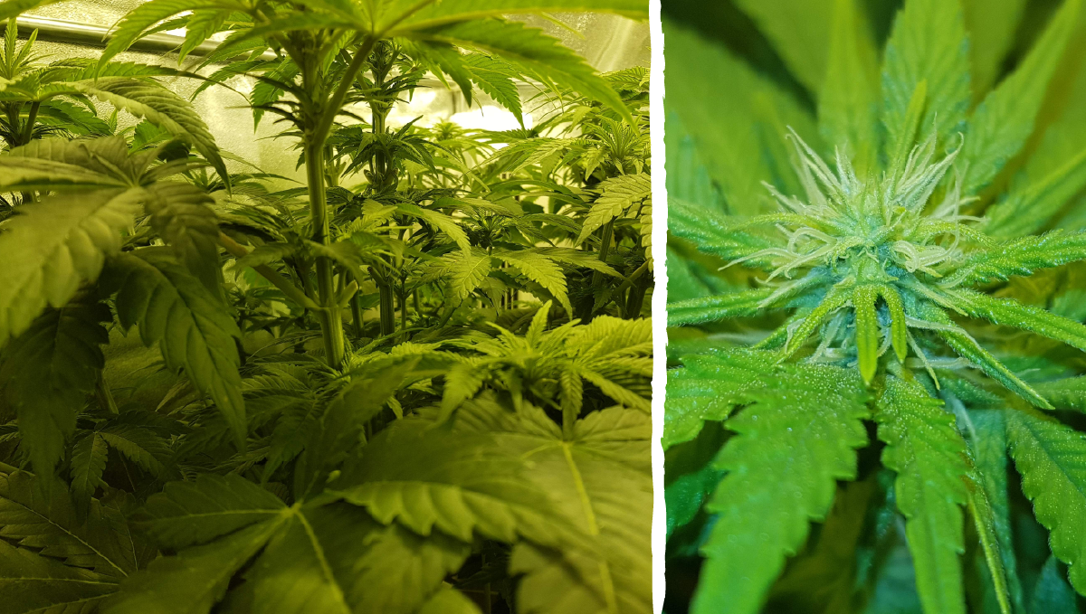 Moby dick auto week-by-week: week 4 and 5