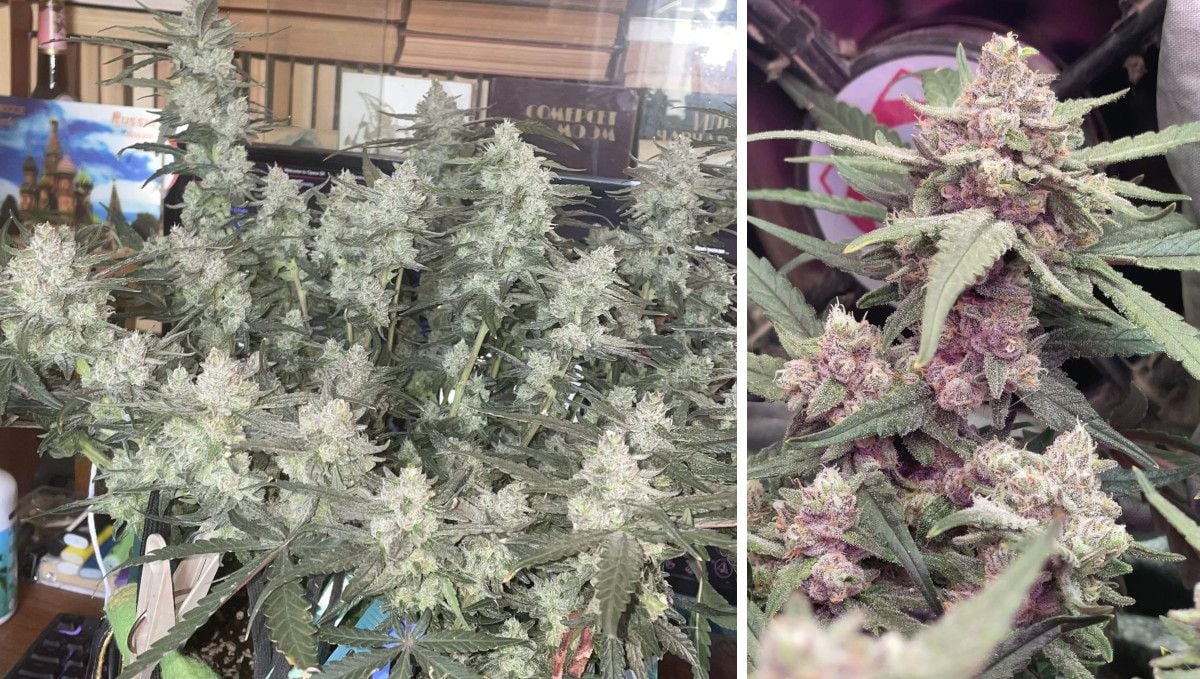 Gorilla Punch Auto cannabis strain: mid flower (bulk phase) | weeks 8-9 | a wide flat mini bush with multiple colas and a closeup of a frosty bud with a blush color