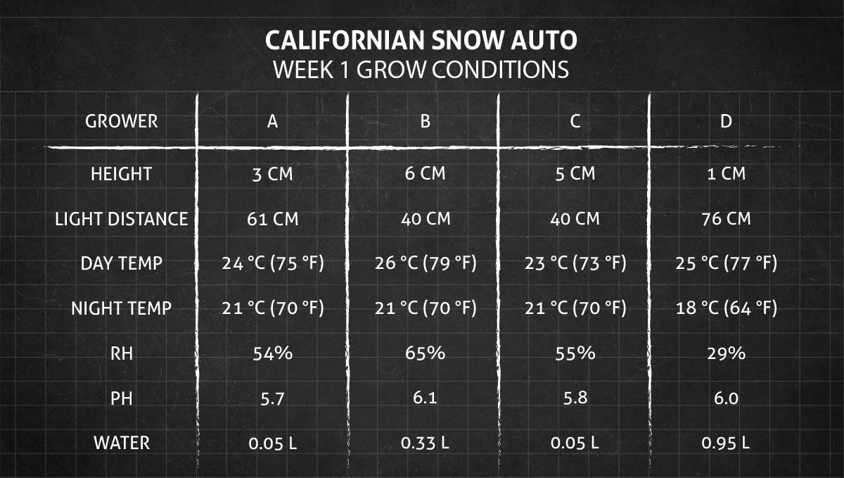 Californian Snow Auto cannabis strain: week 1 grow conditions