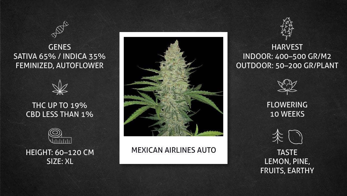 Mexican Airlines Auto Cannabis Strain Week-by-Week Guide