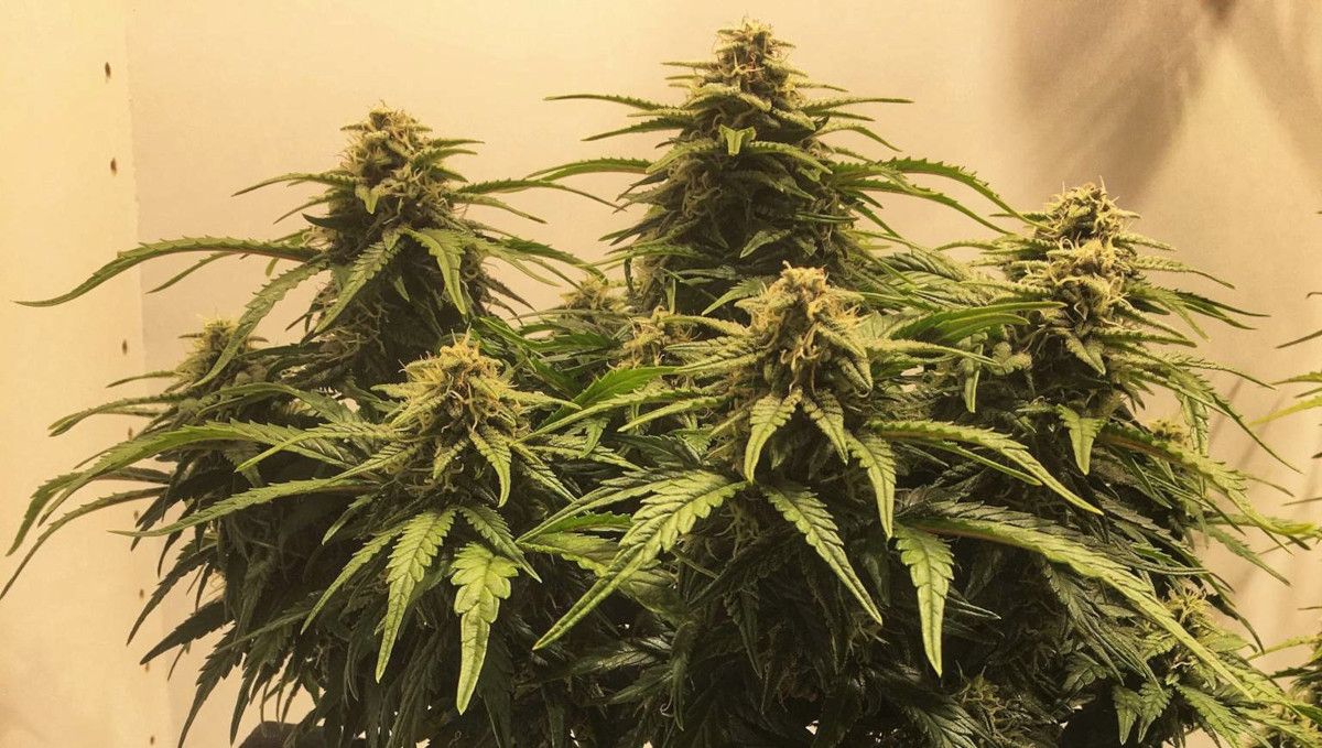 Californian Snow Auto cannabis strain: early flower | weeks 6-7 | a very short autoflower with multiple branches and big fat buds