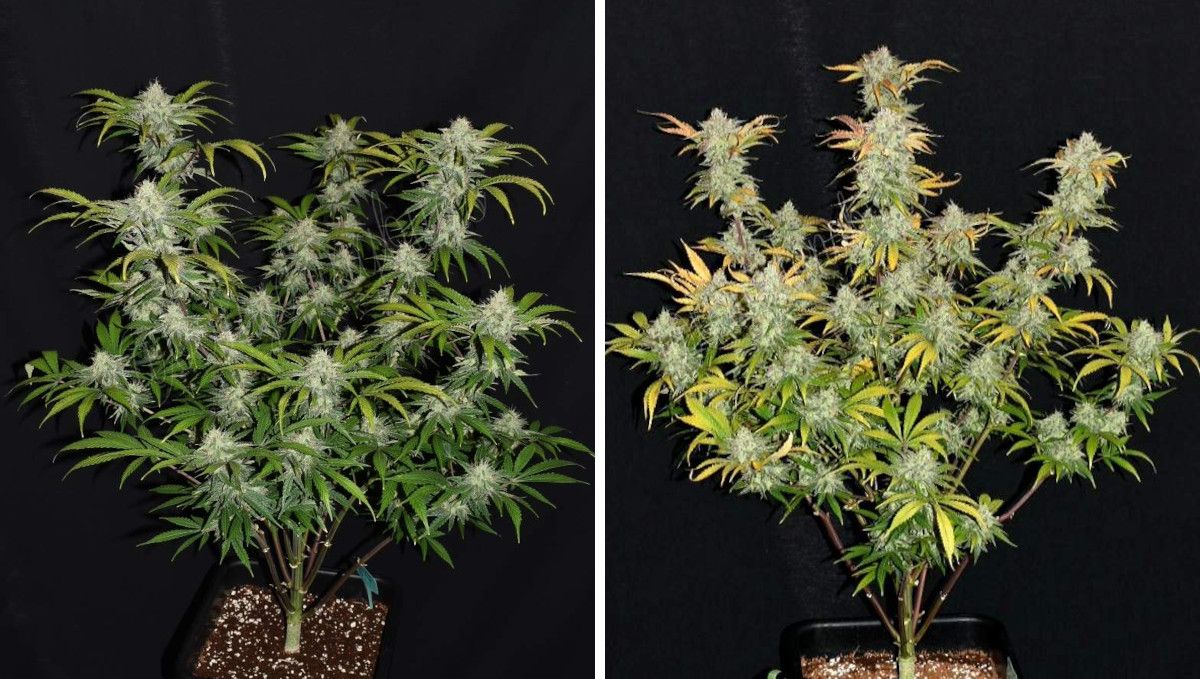 Grapefruit Auto Cannabis Strain WeekbyWeek Guide Fast Buds