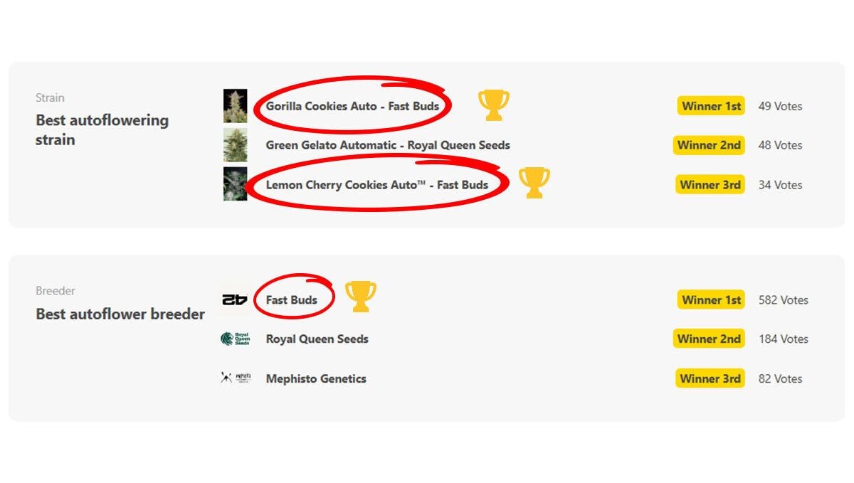 Best autoflower strain