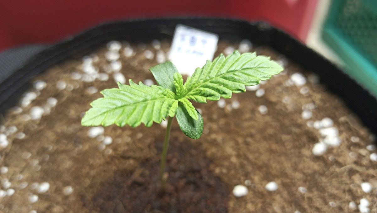 Mimosa Cake Auto cannabis strain: germination and seedling stage | week 1 | a week-old seedling in a fabric grow bag