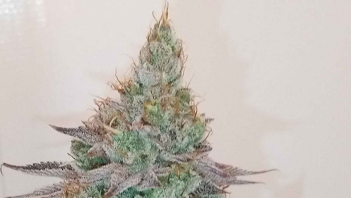 390.jpg Tropicana Cookies Auto