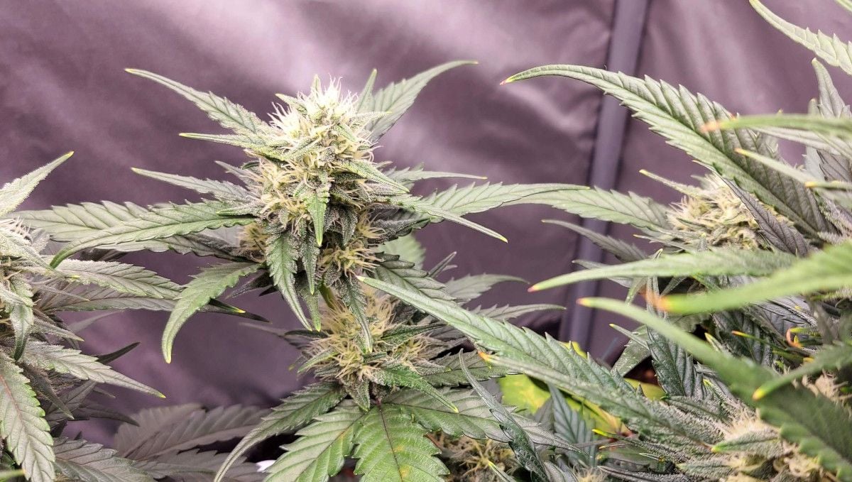 Banana Purple Punch Auto cannabis strain: early flower | weeks 6-7 | while the plant stretches, she forms the buds and the first crystals