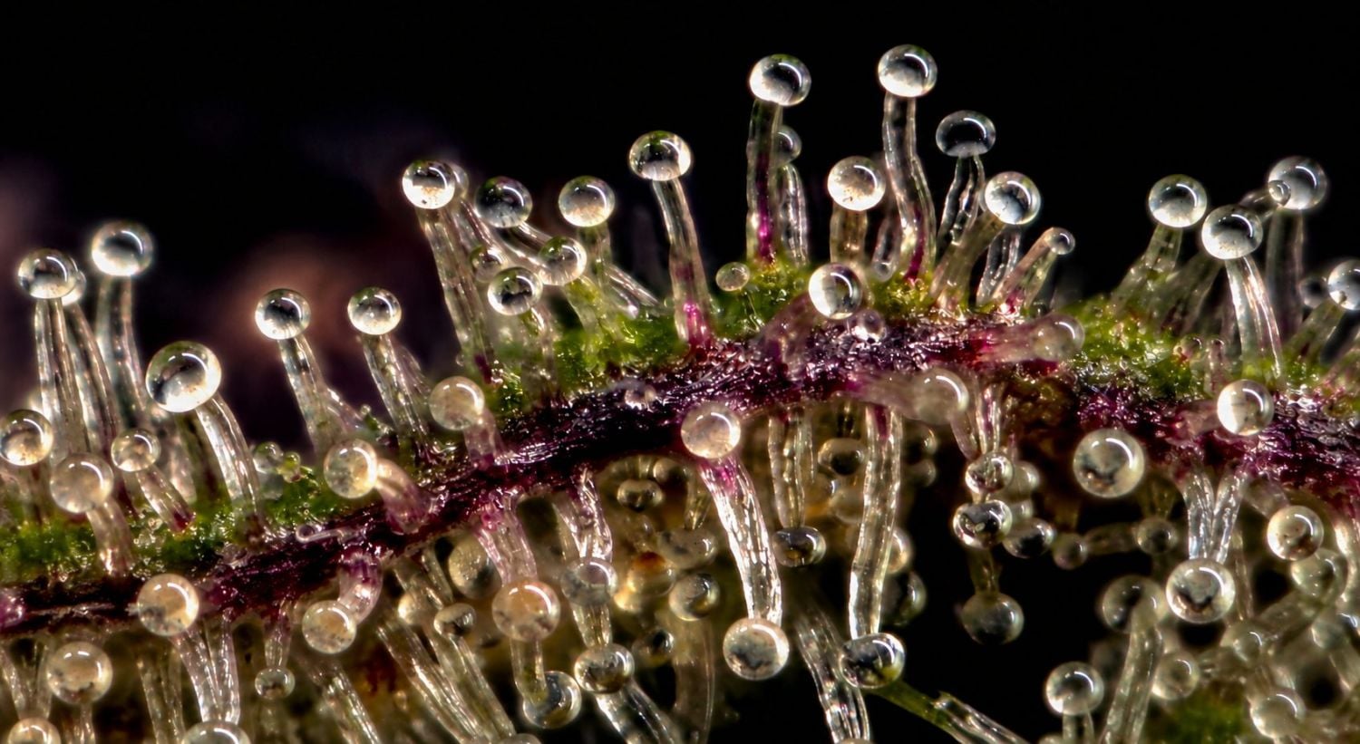 Kako prepoznati kada autoflower cveta: šta su trikomi?