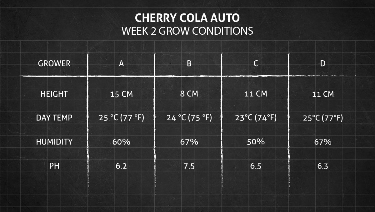 Cherry Cola Auto cannabis strain: week 2 grow conditions