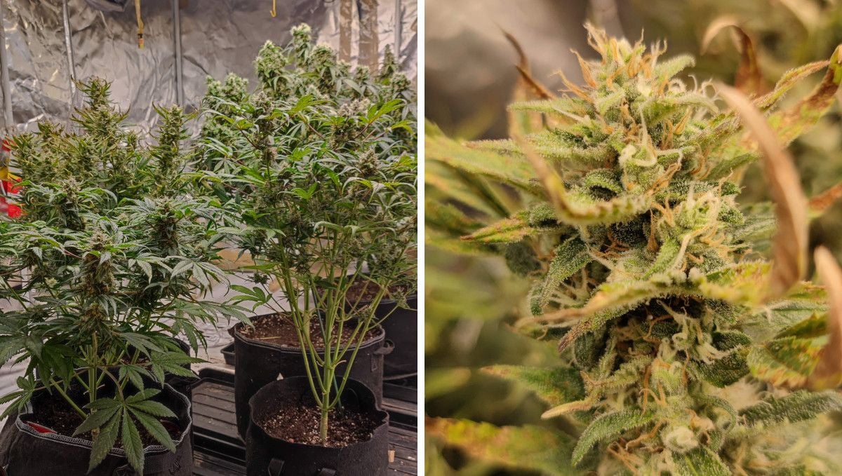 Strawberry Banana Auto cannabis strain: ripening and harvest | week 10