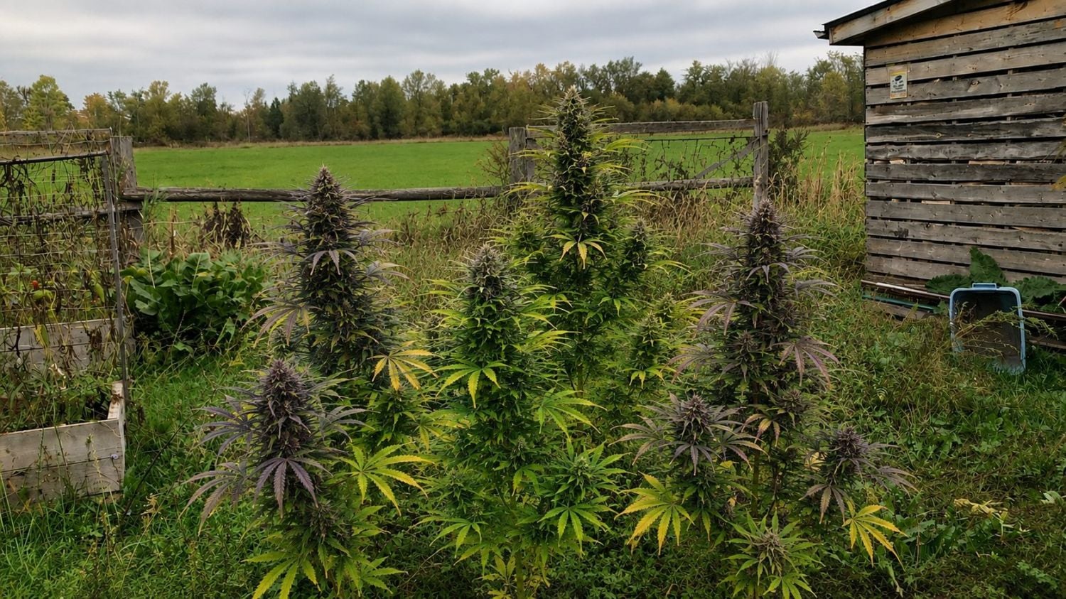 Tu primer montaje de cultivo: cultivando en exterior