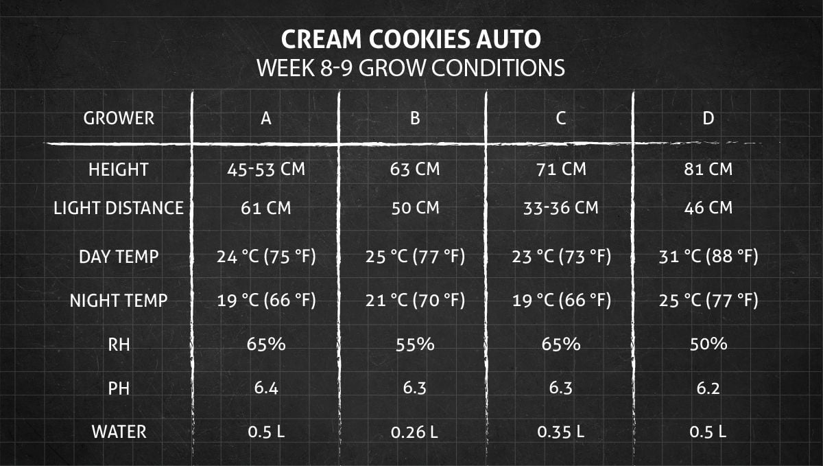 Cream Cookies Auto cannabis strain: weeks 8-9 grow conditions