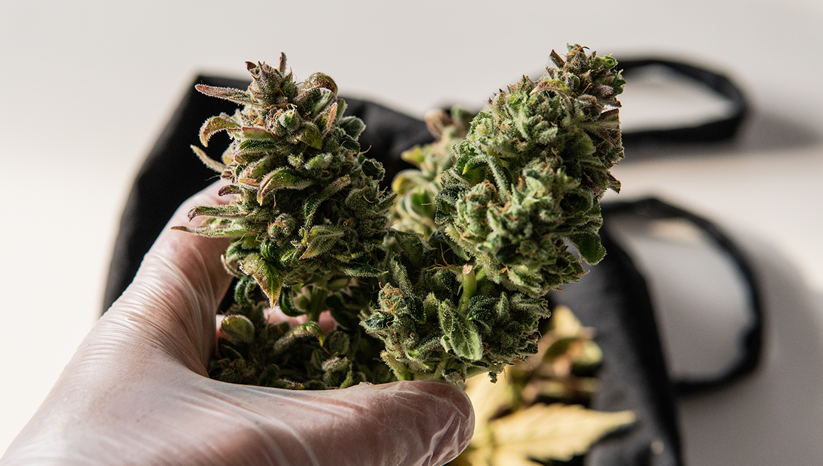 How Long Do Autoflowers Take From Seed To Harvest?: Autoflowering strains FAQs How Long Do Autoflowers Take From Seed To Harvest?: Autoflowering strains FAQs